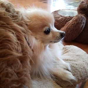 Meet your Posher, Elvia